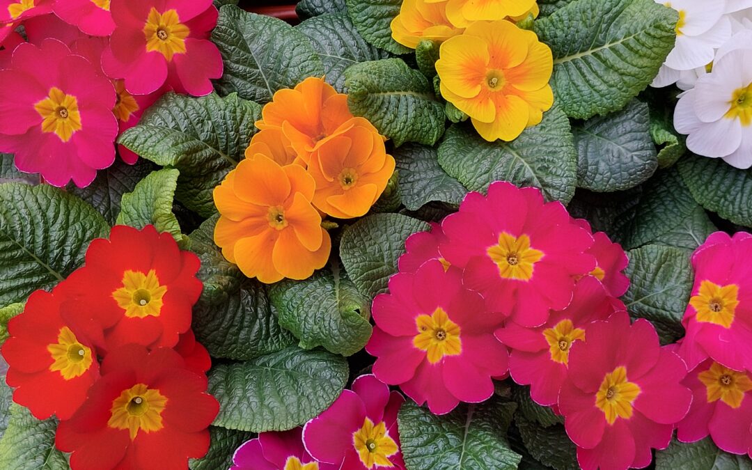 Es wird Frühling